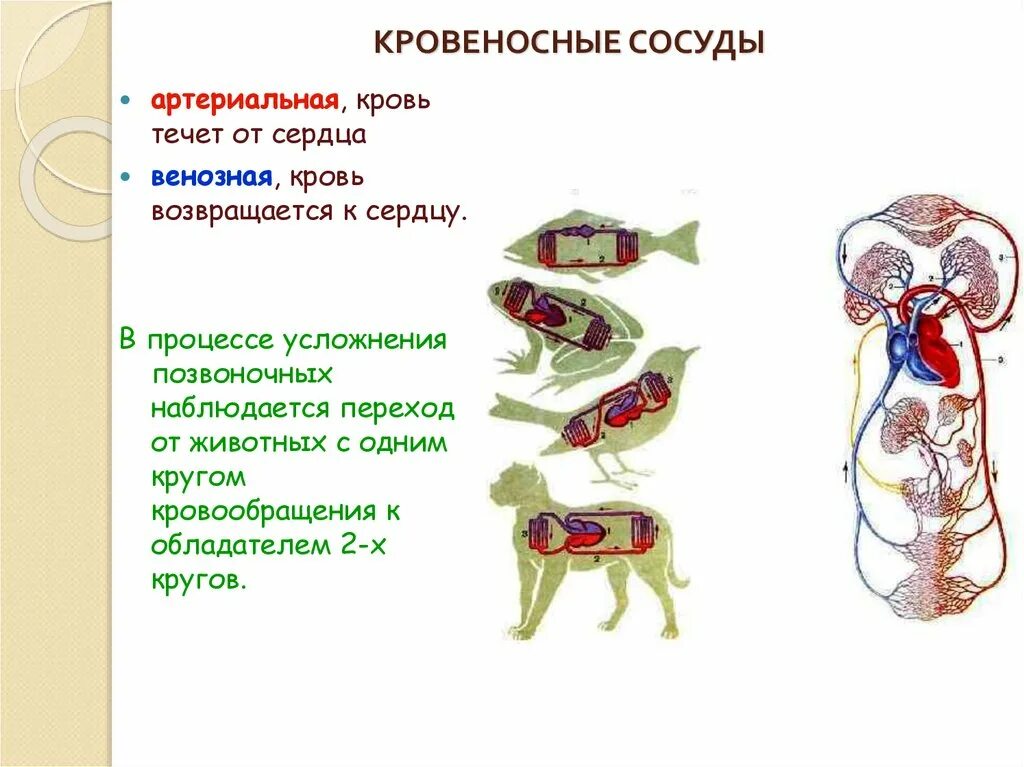 Кровеносные сосуды животных. Кровеносные сосуды у позвоночных. Кровеносные сосуды позвоночных животных. Сосуды в виде животных. У каких животных тело снабжается артериальной кровью