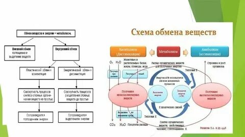 Уровни метаболизма организма