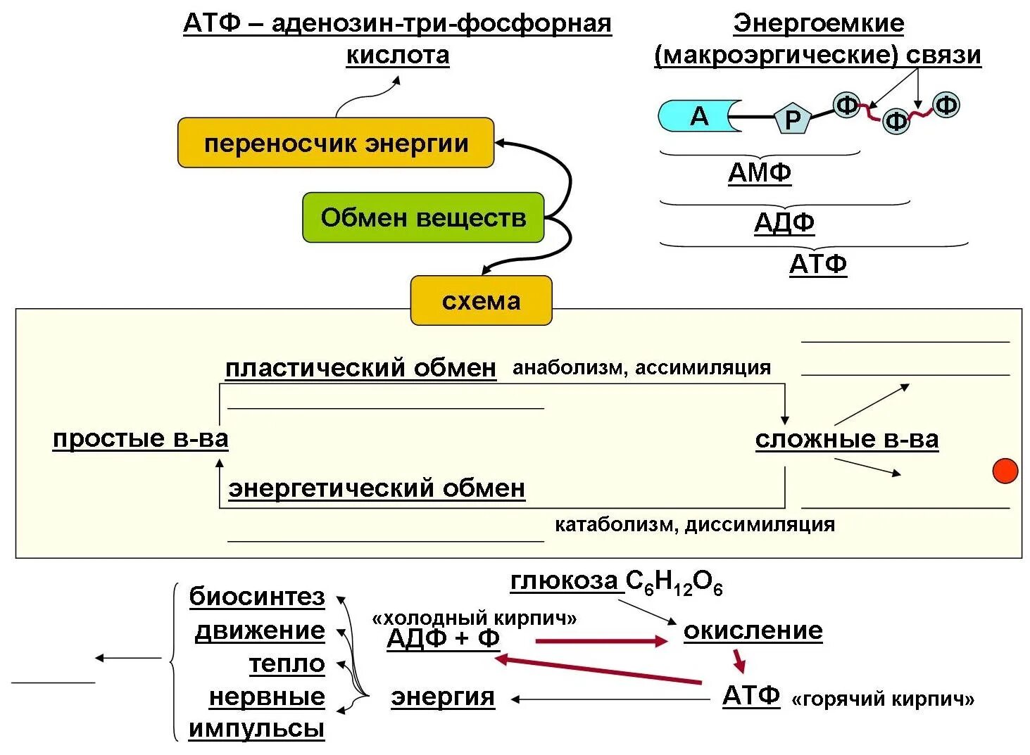 Схема обмена веществ АТФ. АТФ это в биологии схема. Опорный конспект энергетический обмен. Метаболизм энергетический обмен биология 9 класс.