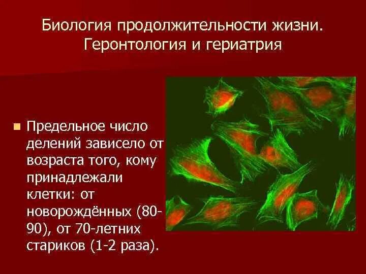 Продолжительность жизни биология. Биологическая Продолжительность жизни человека. Проэмбриогенез геронтология, гериатрия фотография биология. Биологический срок жизни человека. Биология продолжительности жизни