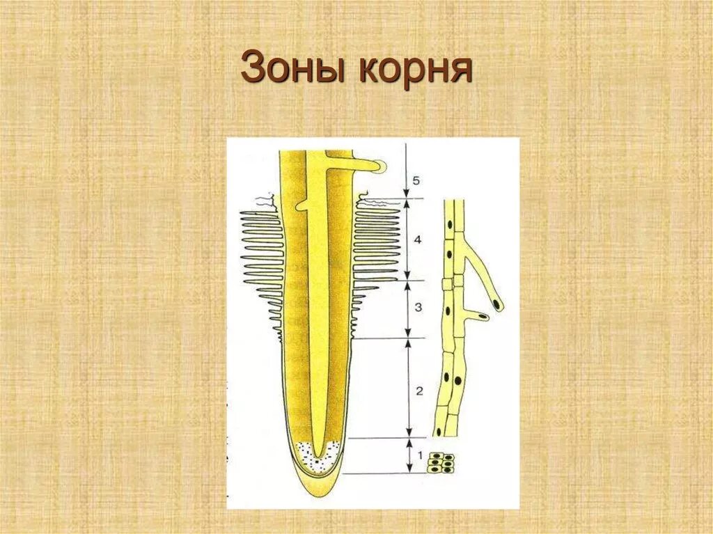 Строение зоны корня рисунок