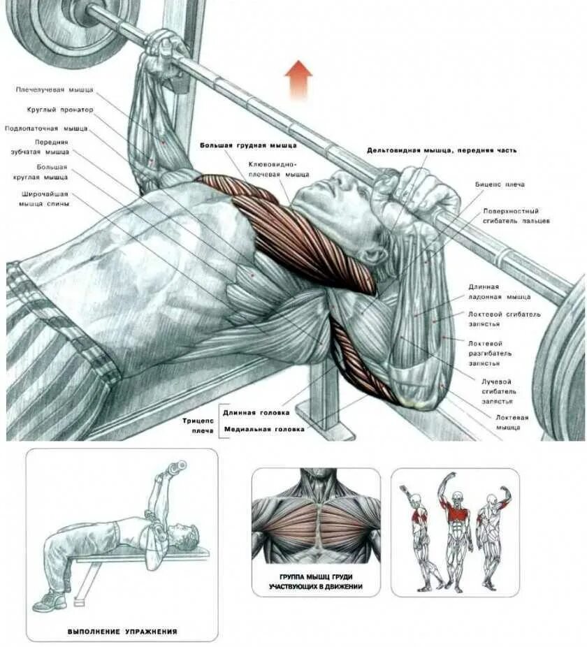 Жим штанги лежа техника мышцы. Упражнение жим штанги лежа прорабатывает. Гильотина упражнение для грудных мышц. Жим лежа опускание штанги. Упражнения на развитие грудных мышц