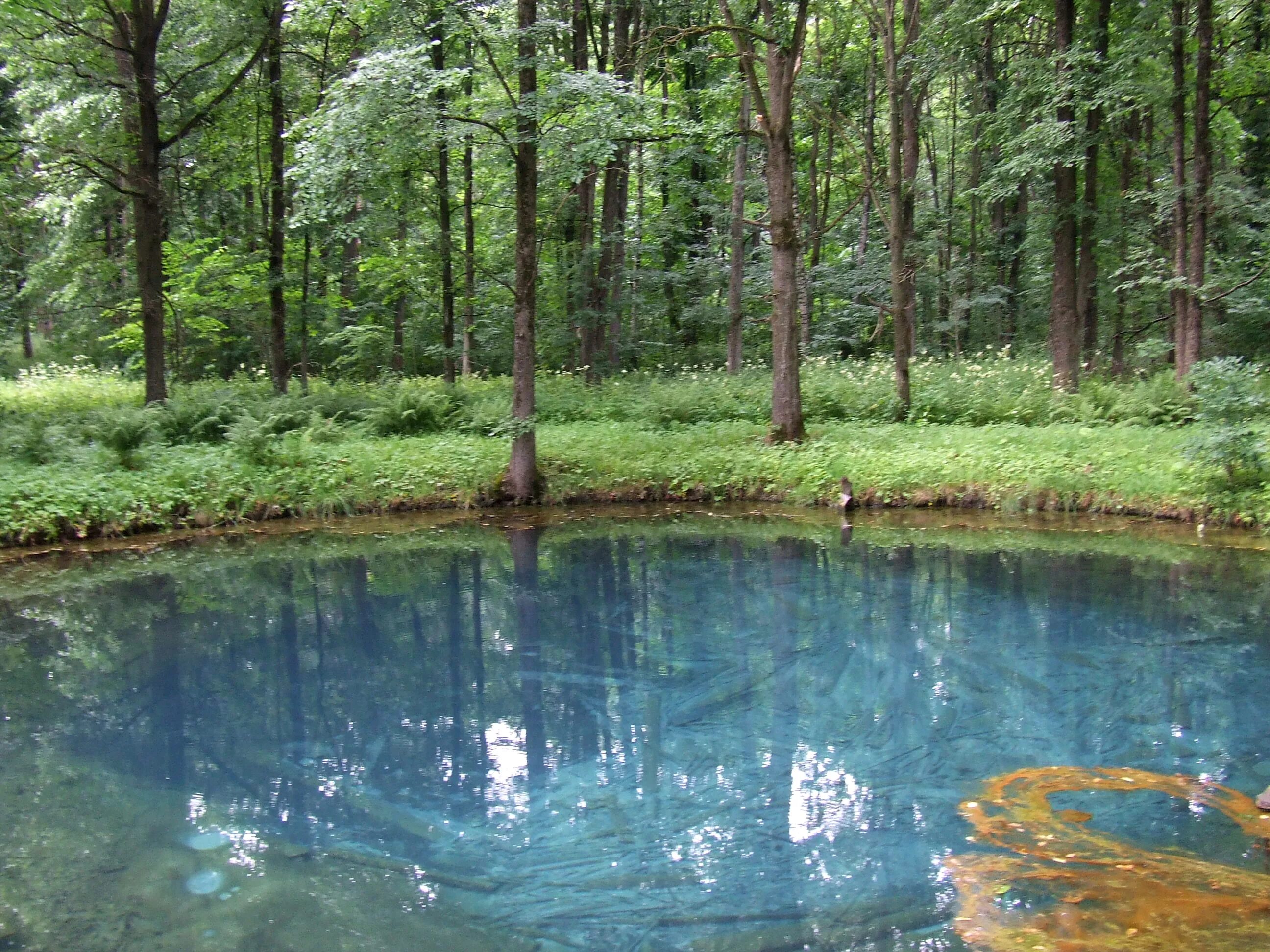 виды соленых водоемов. обитатели соленых водоемов. жители соленых водоемов 2 класс. синезеленые водоросли волга. солоноватый водоем.