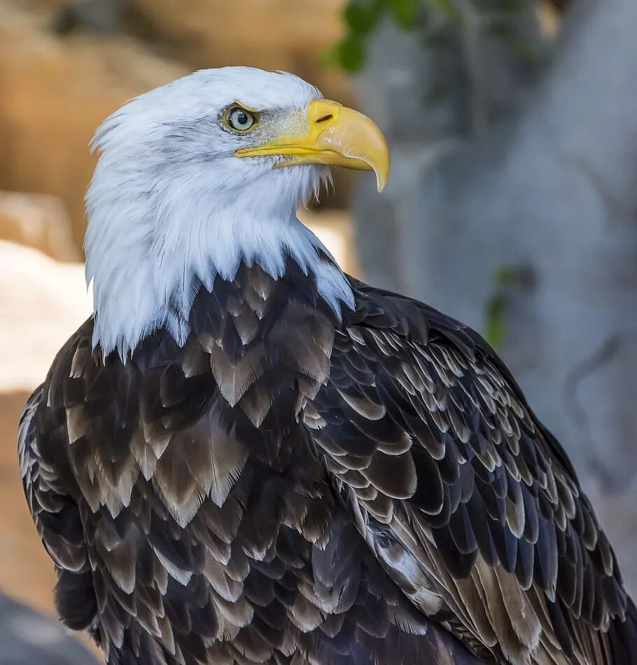 крупная птица 4 букв. птица из 4 букв 2 буква р. баклан. хищная птица 3 буквы. крупная птица 4 букв.