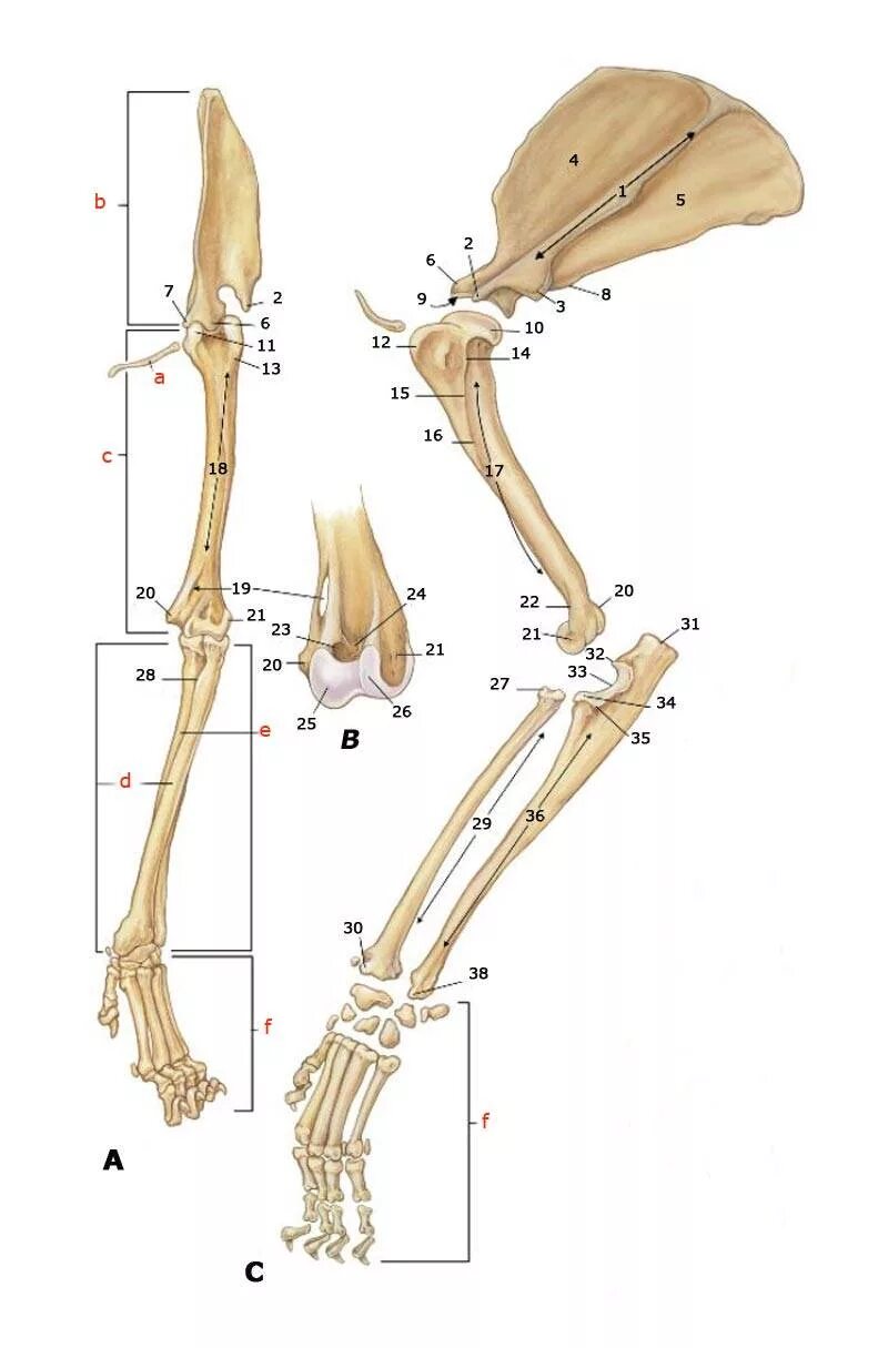 Анатомия собаки скелет конечностей. Лапа кошки анатомия костей. Строение передней лапы кошки кости. Строение передней лапы кошки плечевая кость. Скелет парных конечностей