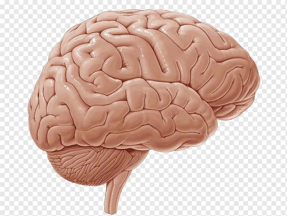 Gyrus supramarginalis анатомия. Sulcus temporalis Superior. Извилины лобной доли анатомия. Борозды и извилины головного мозга анатомия. Извилины брюс
