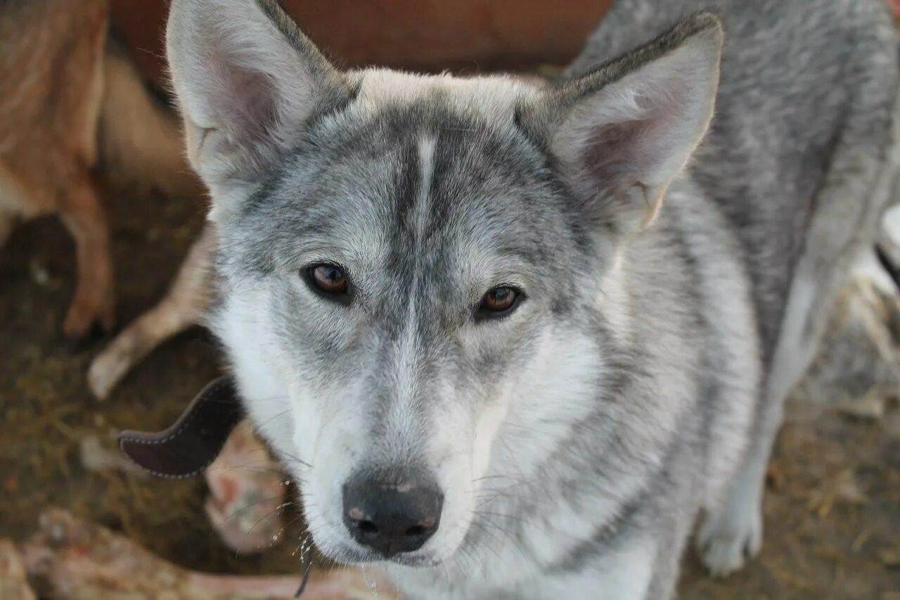 Метис хаски. Хаски с рыжик окрасом. Померанский шпиц и хаски. Помесь хаски. Метис вельш корги.