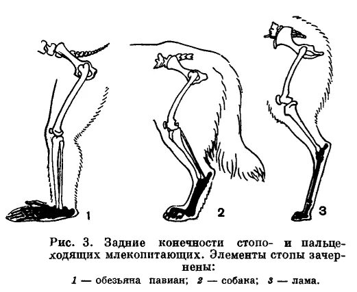 Расположение конечностей у млекопитающих