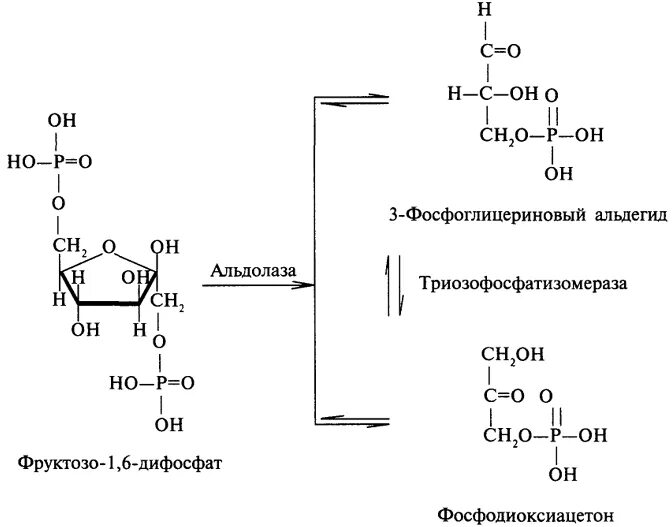 Расщепление фруктозо 1 фосфата. Фруктозо-1.6-дифосфат 3-фосфоглицериновый альдегид фосфодиоксиацетон. Фруктозо 1 6 дифосфат 3 фосфоглицериновый альдегид. 3 Фосфоглицериновый альдегид фосфодиоксиацетон.