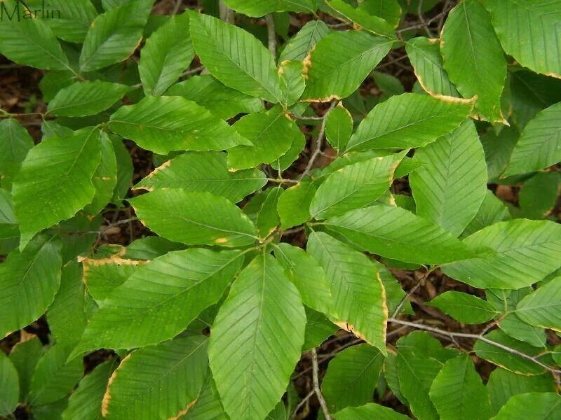 Листья кустов фото с названиями. Бук крупнолистный дерево. Fagus grandifolia. Вяз крупнолистный. Граб дерево листья.