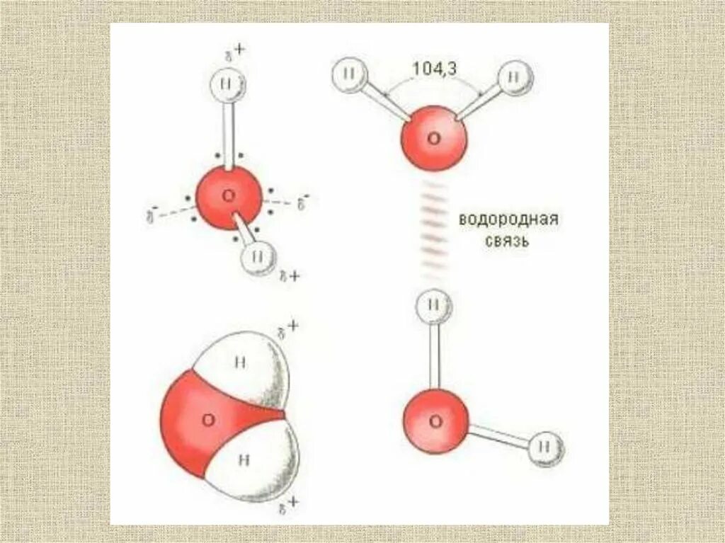 Молекула воды образована связью. Водородная связь в молекуле воды схема. Водородная связь между молекулами воды схема. Водородные связи в молекуле воды. Молекула воды.