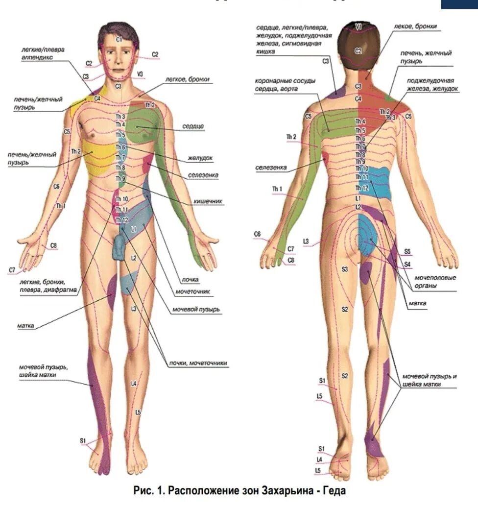 Человек левой стороны какой орган находится. Зоны Захарьина-Геда схема. Дерматомы тела человека зоны Захарьина Геда. Зоны кожной гиперестезии Захарьина Геда. Рефлекторные зоны Захарьина-Геда.