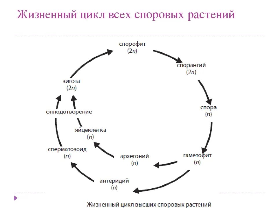 Схема жизненного цикла растения гаметы. Жизненный цикл растений схема. Цикл развития растений схема. Жизненный цикл споровых растений схема. Цикл развития высших растений схема 15.