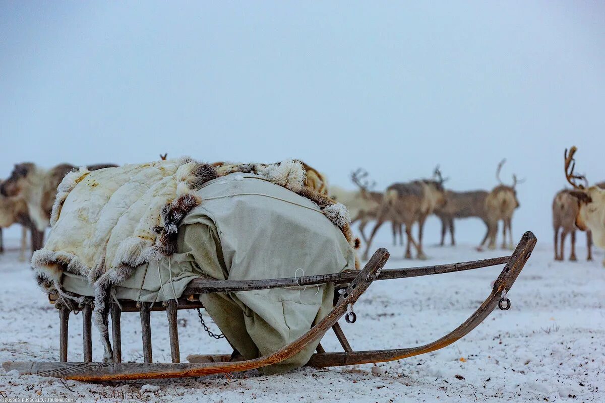 яранга коряков. нарты чум. чум олени ненцы ямал. яранга иоронга. чум ненцев.
