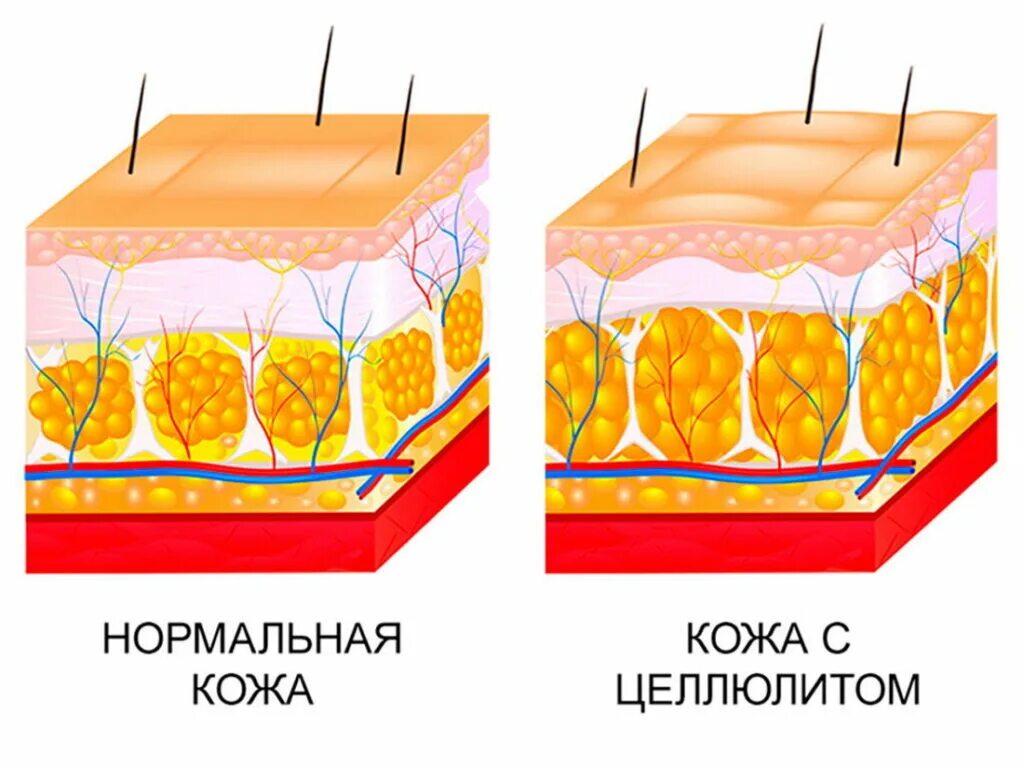 Откуда жир