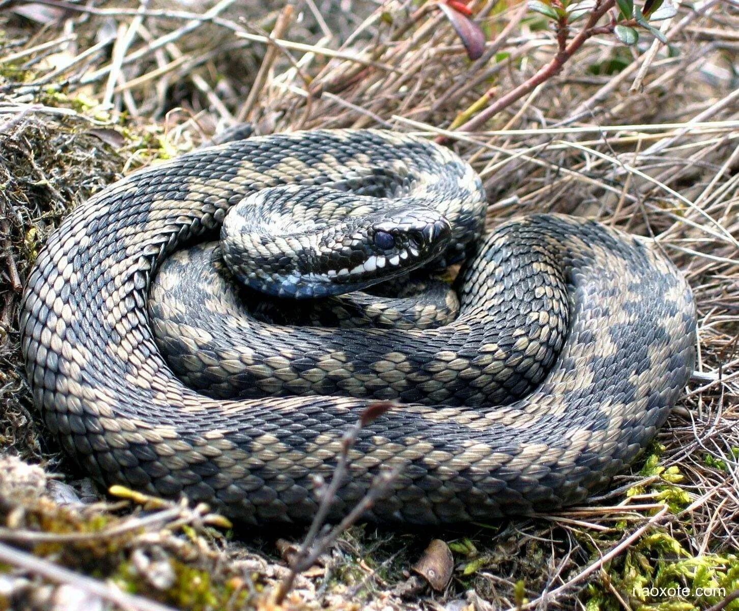 Тайпан маккоя змея. Masticophis flagellum. Обыкновенная гадюка медянка. Обыкновенная гадюка (vipera berus). Змеи беларуси.