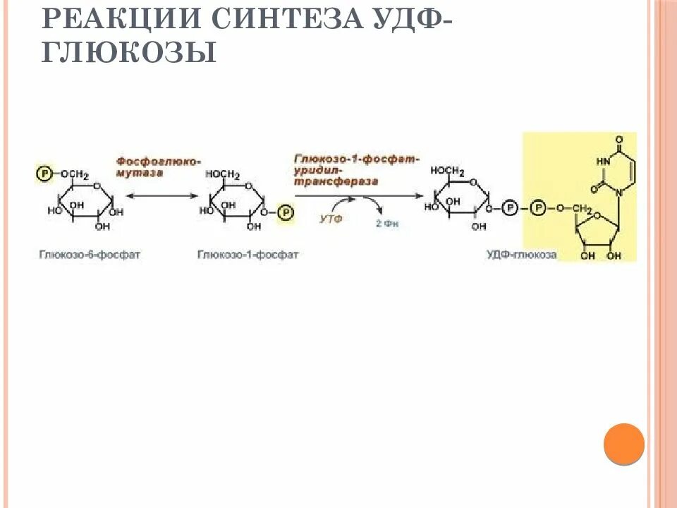 Удф глюкоза. Синтез удф глюкозы. синтез глутамата из глюкозы. формулами реакцию образования удф-глюкозы. реакции синтеза глутамата из глюкозы.