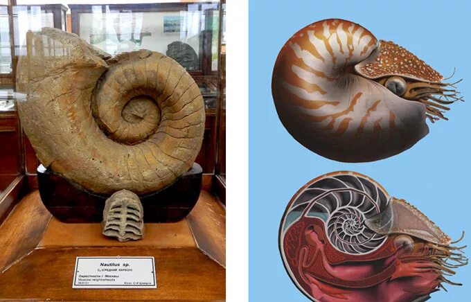 Наутилус стилизованный рисунок. Подъем nautilus pompilius. Наутилус помпилиус подъем концерт 1987. Наутилус помпилиус обложка. Чертежи наутилуса капитана немо.