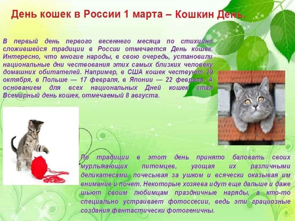 Беседа день кошек. Всемирный день кошек. Международный день Коше.