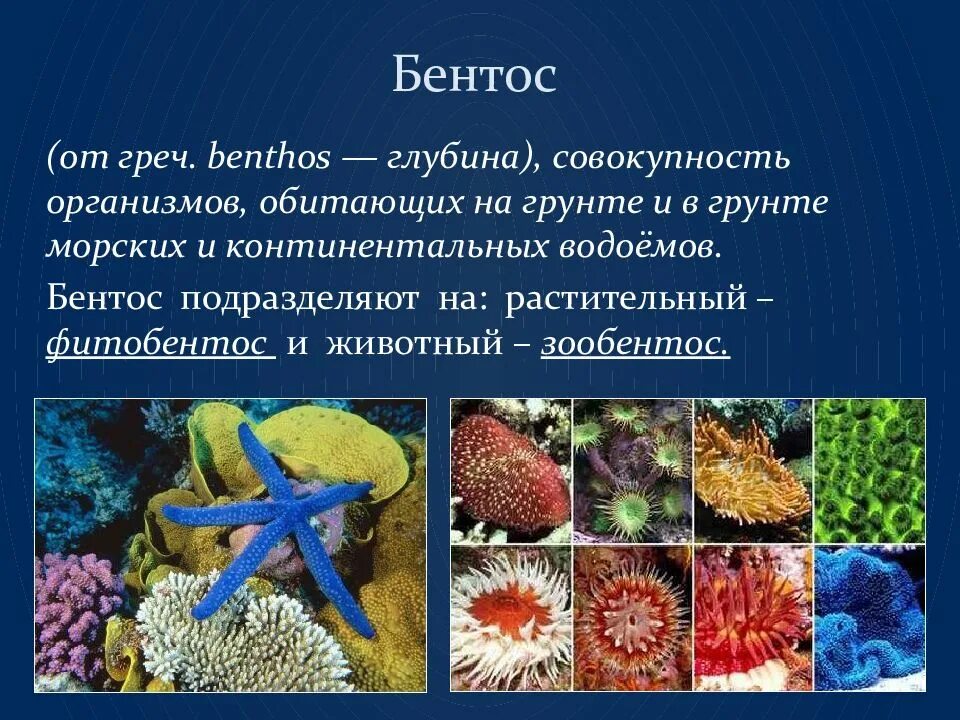 Бентос группа организмов. Нектон и бентос. Представители бентоса. Гидробионты бентос.