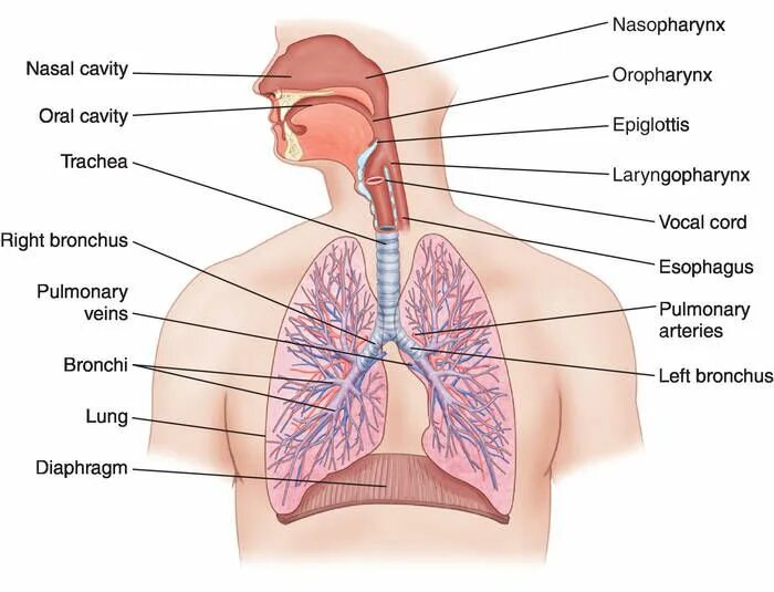 Дыхательная латынь. Дыхательная система человека. Дыхательная система анатомия. Строение дыхательной системы человека. Дых система человека анатомия.