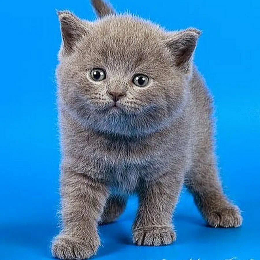 Кот голубого окраса. Голубой британец котенок. шотландский голубой кот прямоухий. голубой солид британец. скоттиш страйт голубой.