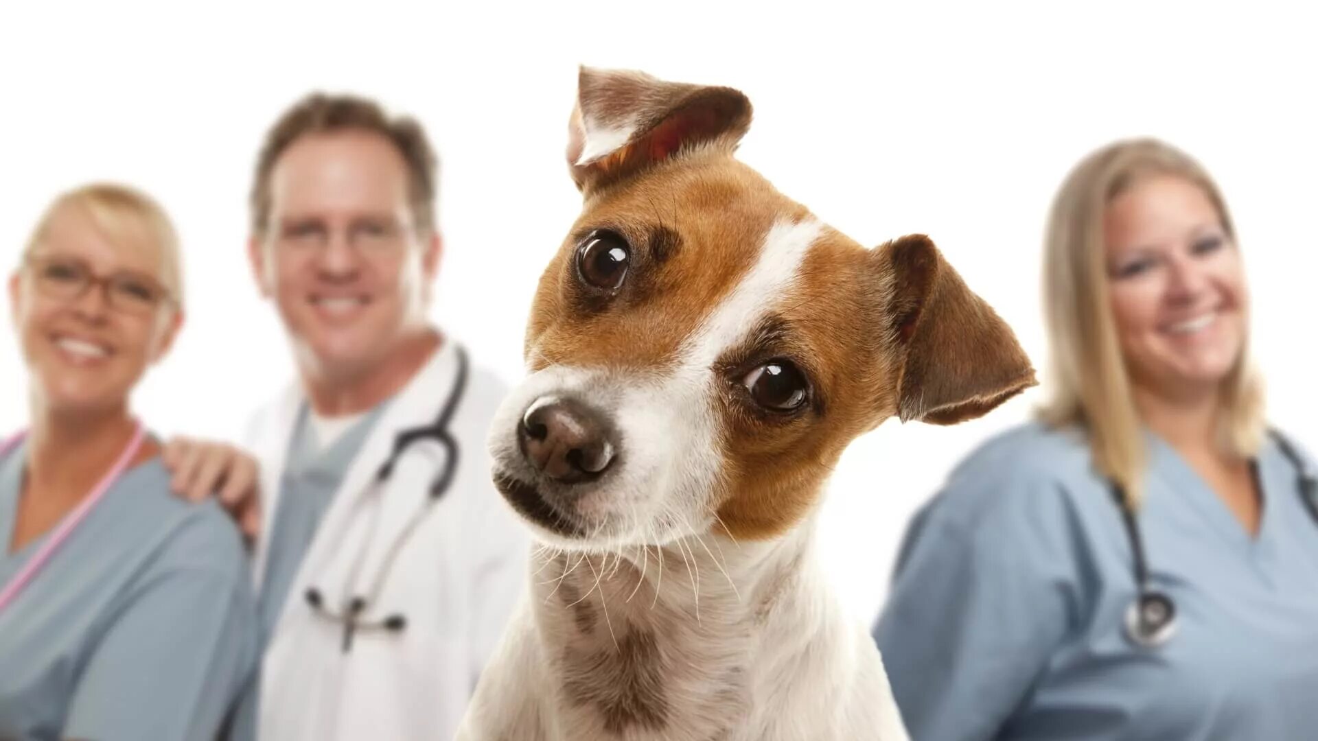 Джек-Рассел-терьер. Ветеринарная клиника. Собака врач. Животные Ветеринария. Ветеринар доброе