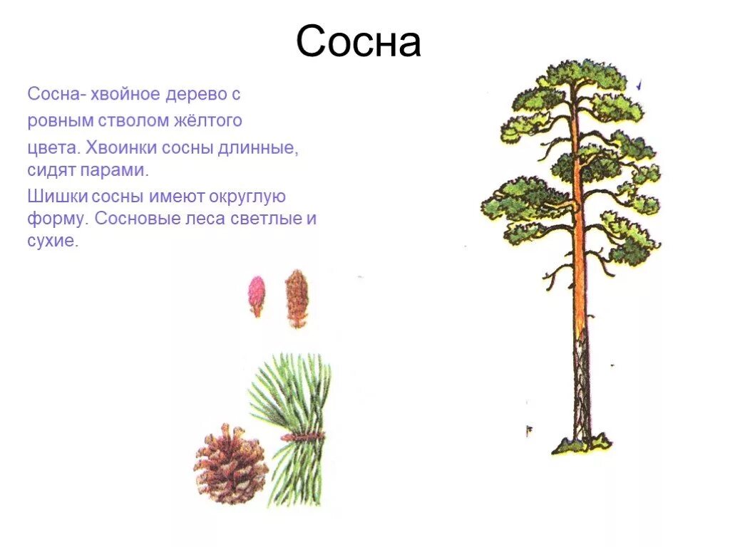 Впр невысокий дом стоял в сосновом лесу. Сосна описание для детей. Информация о сосне.