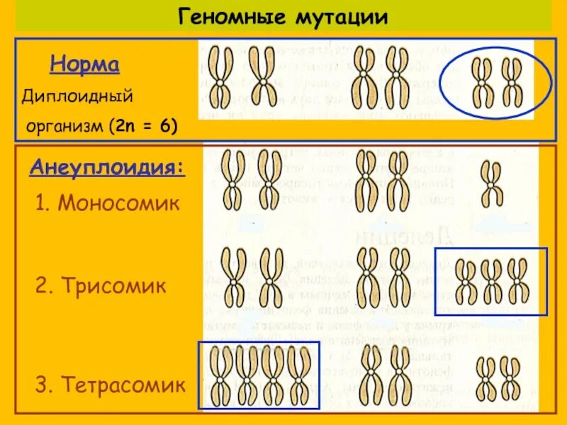 Что такое геномные мутации. Геномные мутации. геномные мутации мутации. геномные мутации схема. геномные мутации анеуплоидия.