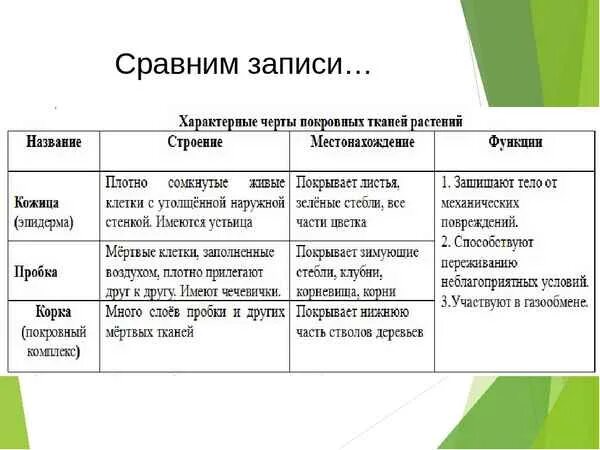 Покровная строение и функции. Особенности строения покровной ткани растений. Функции покровной ткани растения. Характерные черты покровных тканей растений. Особенности строения покровной ткани таблица.