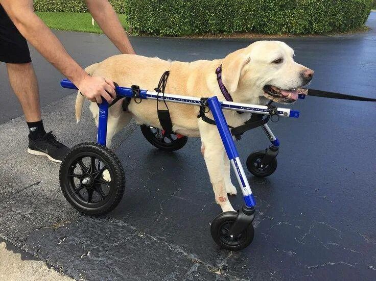 Инвалидная коляска для собак Walkin Wheels. Инвалидные коляски Dog wheelchairs. Коляска для собак Walkin' Wheels. Коляска для собак инвалидов на 4 лапы.