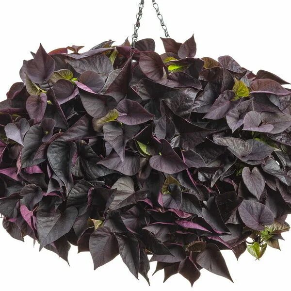 Sweet Potato Vine Sweet potato vine, Sweet potato vine planter, Potato vines