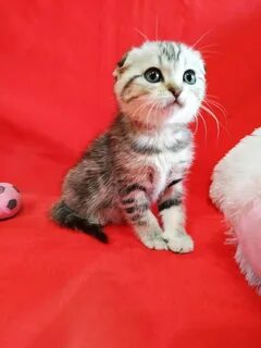 Бенгальско шотландская кошка