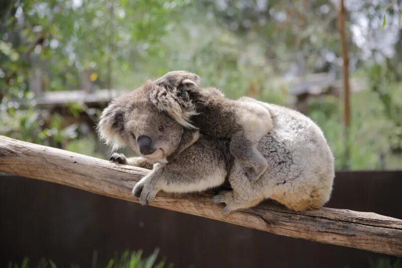 Коала и змея. Koala Joey. Сумка коалы. Коала хвост. Новорожденный коала.