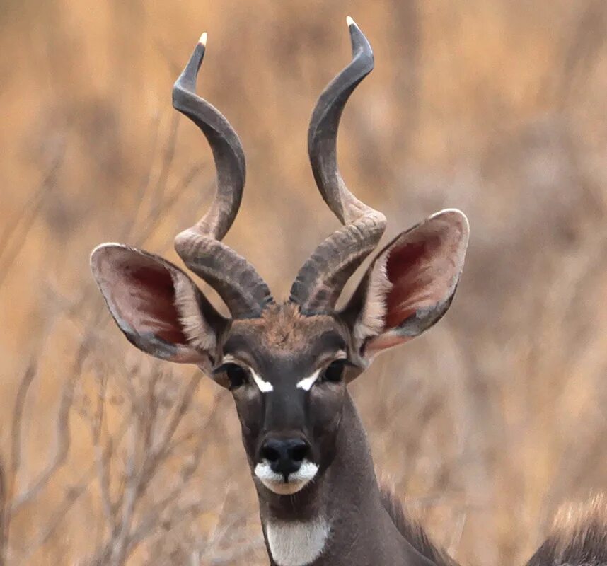 винторогая антилопа африки. куду винторогий сайгак. винторогий сайгак. рога оленя и лося. парнокопытные антилопа.