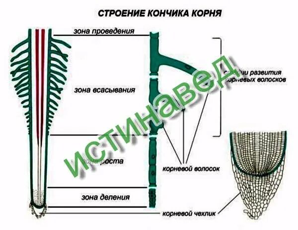 Название защитного образования на кончике корня растущего. Корневой чехлик зоны деления и растяжения. корневой чехлик зона роста зона всасывания зона проведения. кончик корня корневой чехлик. зона всасывания и зоны растяжения корневой чехлика.