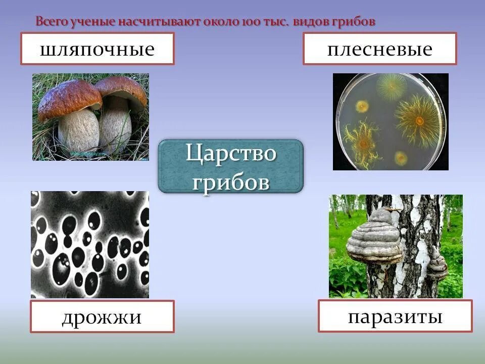 Царство грибы 5 класс биология. Представители царства грибы 5 класс биология. Изображения представителей царства грибы. Царство грибов делится на.