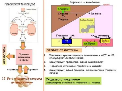 Кортизол чем пахнет