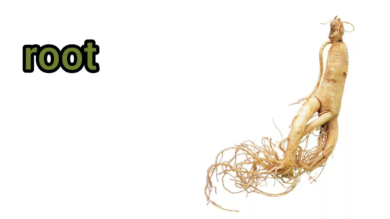 Человек женьшень. Женьшень panax. Человек женьшень. Женьшень дальневосточный. Женьшень корень похож на человека.