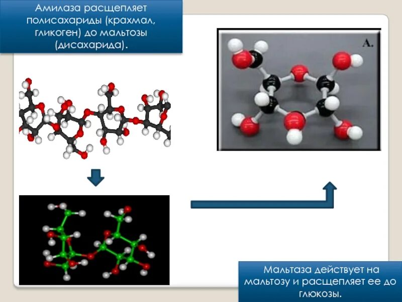 Α-амилаза. Амилаза расщепляет полисахариды. Бета амилаза. Мальтаза фермент.