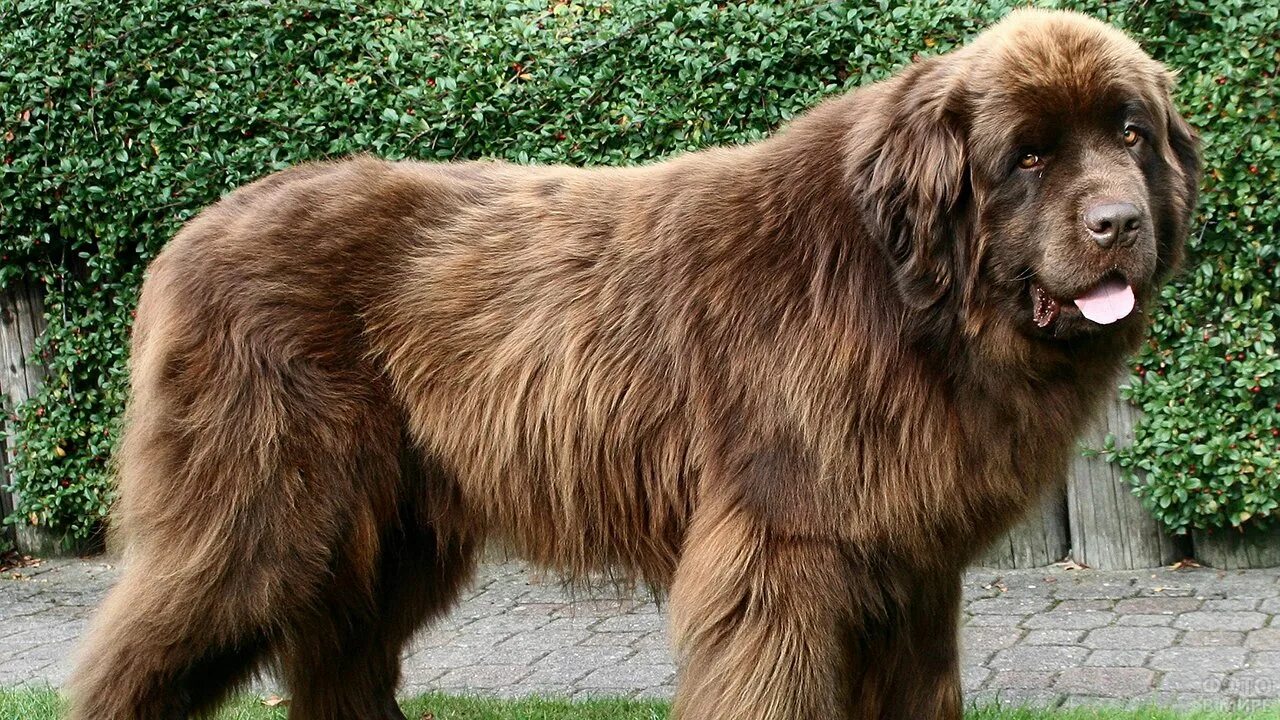 Собаки больших пород. Леонбергер и ньюфаундленд. Большая собака. Крупные лохматые породы собак. Большие лохматые коричневые собаки.