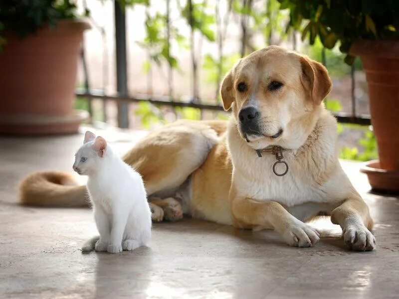 дом животные кошка собака. красивые домашние животные. дом животные кошка собака. домашние животные. дом животные кошка собака.