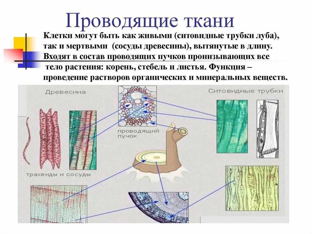 Ткани растений. Проводящие клетки. Проводящие ткани клетки. Живые клетки проводящей ткани. Специальные клетки проводящей ткани