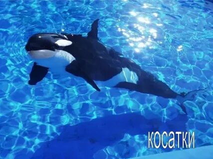 Касатка побольше