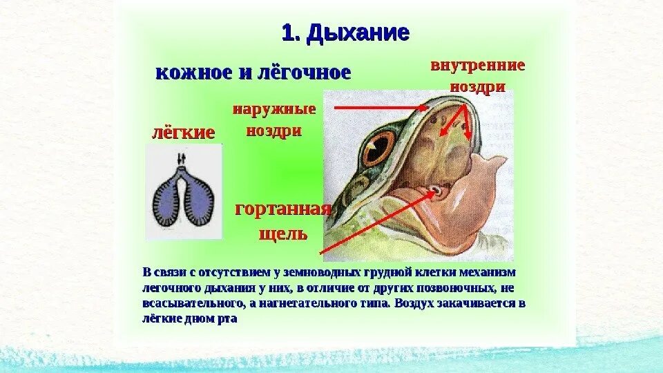 Наличие жабр у взрослых