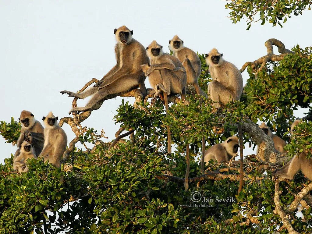 Стая обезьян. Много обезьян на дереве. Стая обезьян на деревьях. Баобаб и обезьяны. Бандар лог
