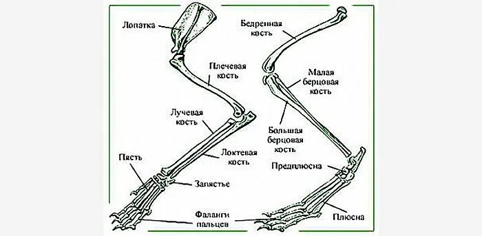 Строение задних конечностей млекопитающих. Строение скелета передних конечностей млекопитающих. Скелет пояса передних конечностей млекопитающих. Скелет пояса задних конечностей млекопитающих.