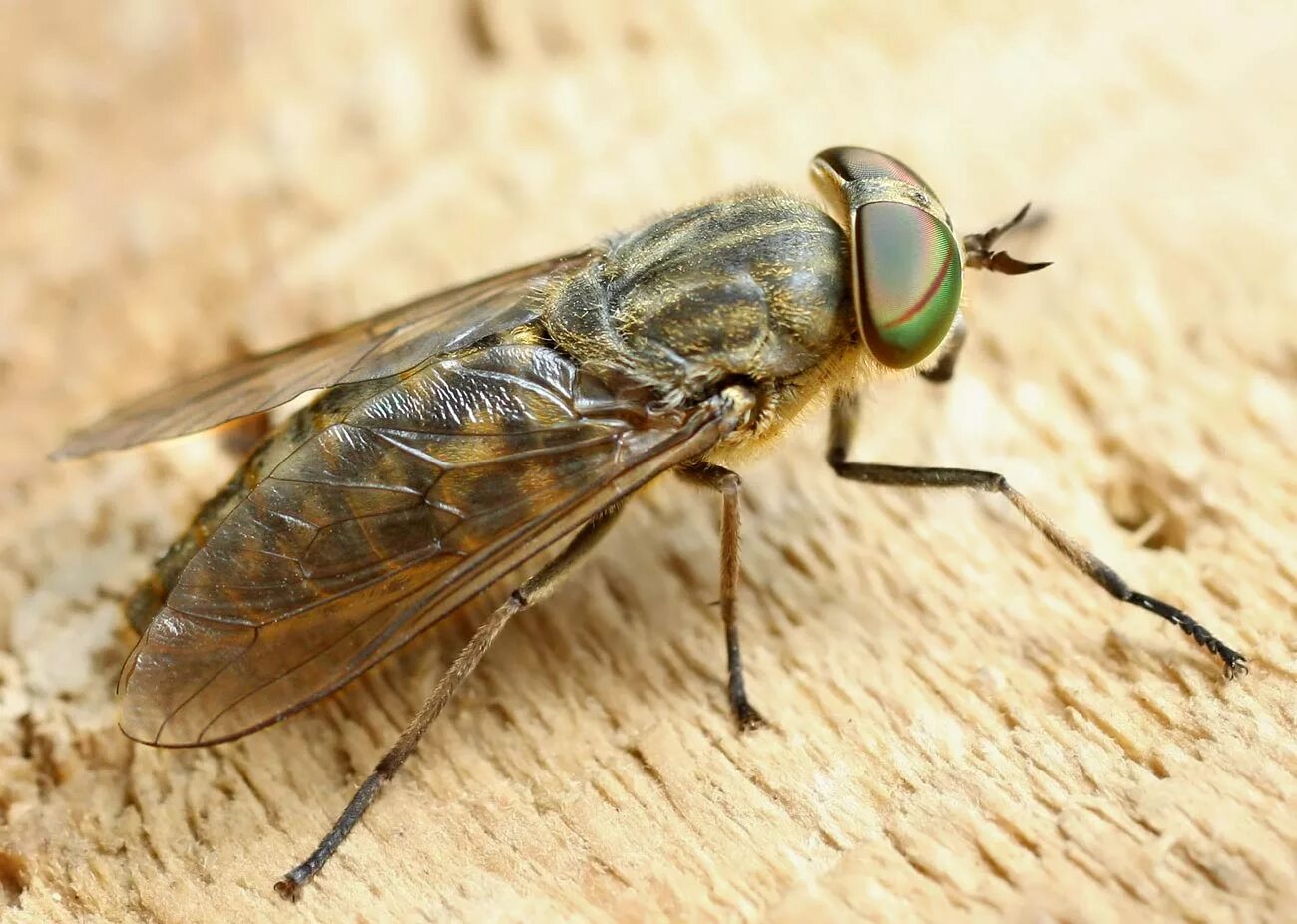 Слепень Tabanus. Слепень Овод кровососущие насекомые. Бычий слепень насекомое. Слепень бычий Tabanus bovinus.