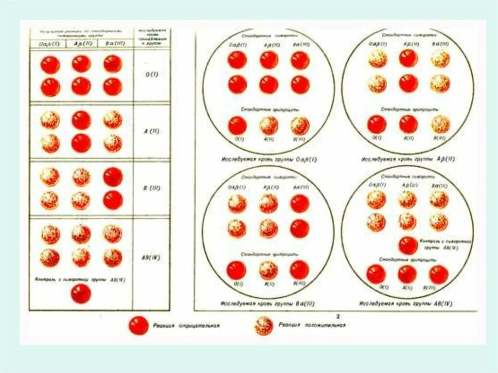 Перекрестная методика определения группы крови. Цоликлоны для определения группы крови таблица. Перекрестный способ определения группы крови. Резус фактора цоликлонами.
