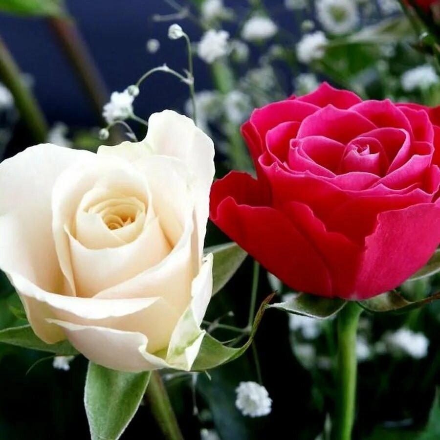 Тут гул. Кизил атиргул. Голубая перинея роза. Тут гул. Садбарги сурх.